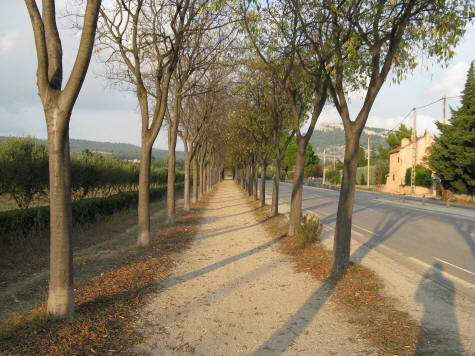 Tree-lined Pathway to the Cassis Train Station
